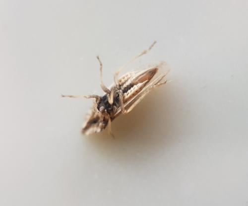 Réf. 218 693 : Eupelix cuspidata